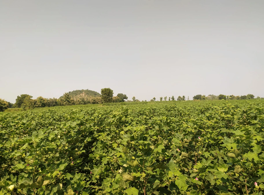 9888+584, Adilabad, Karathwada, Telangana 504304, India - Photo 2