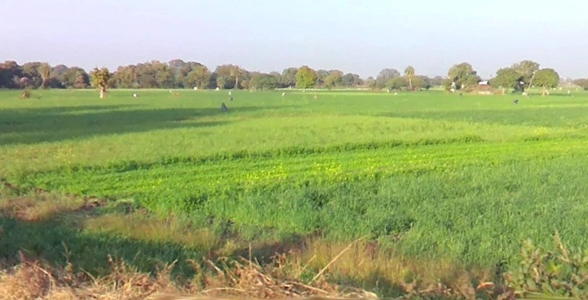 Panod, Madhya Pradesh 453771, India