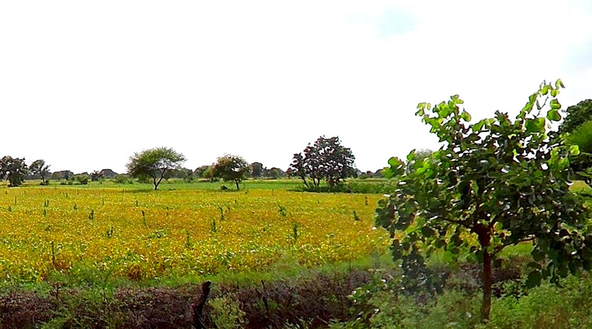 Obaidullaganj, Madhya Pradesh 464993, India