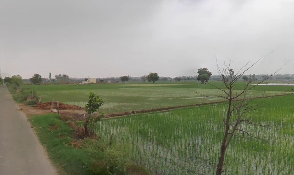 Panihari, Haryana 125121, India