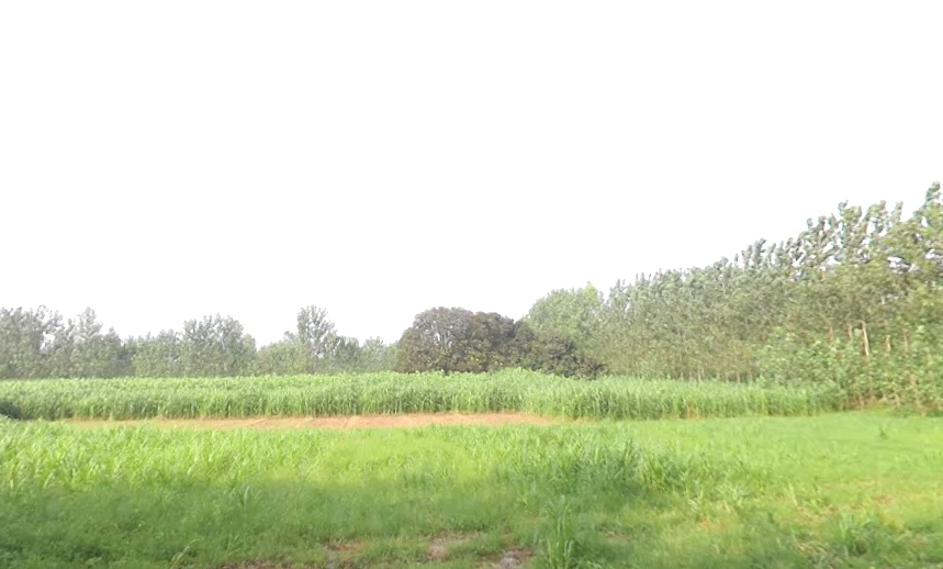 Satpura, Uttar Pradesh 247129, India
