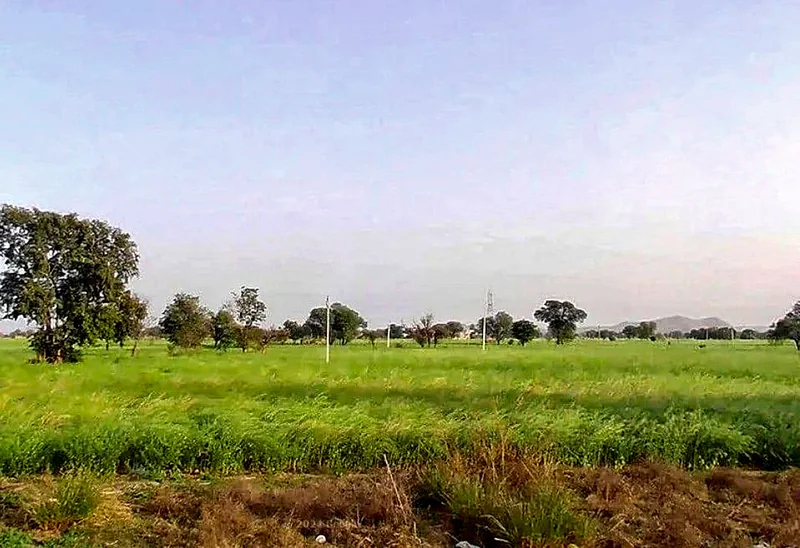 CCH8+2VQ, Khatu Shyam Ji Rd, Mandha, Madani, Rajasthan 332402, India preview 3