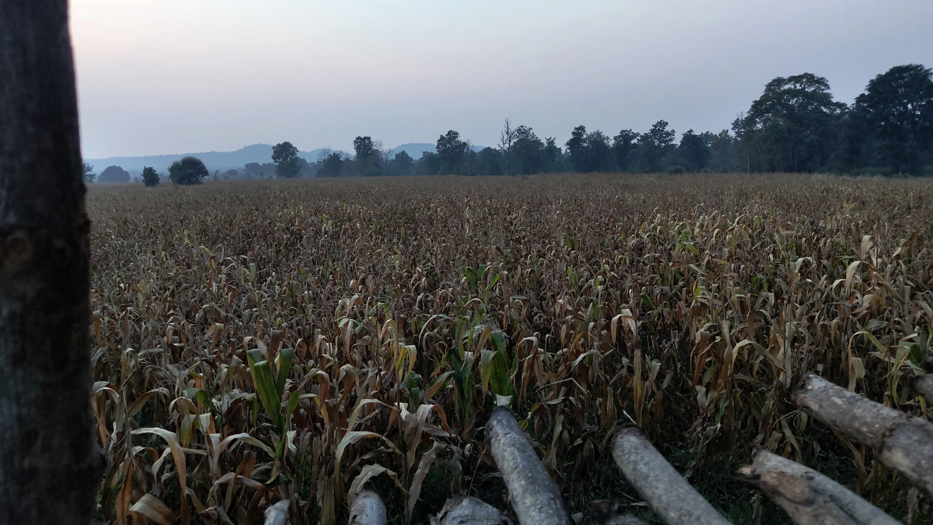 Jinwani, Madhya Pradesh 455440, India