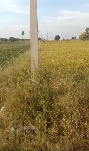 87Q5+XHW, Ranga Reddy, Peddamangalaram, Telangana 501504, India - Photo 2