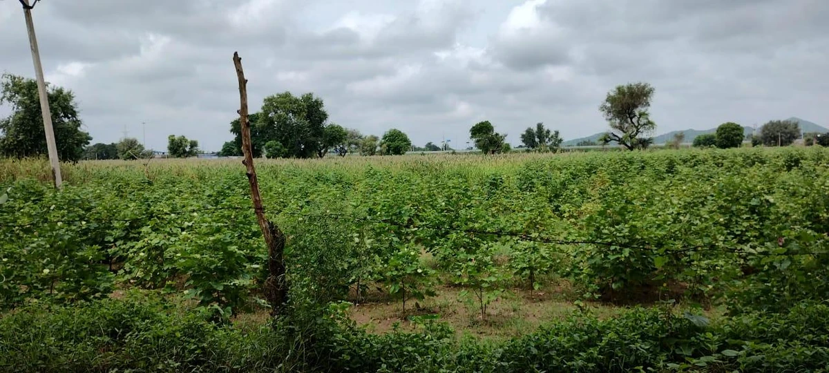 Barodameo, Rajasthan 301021, India