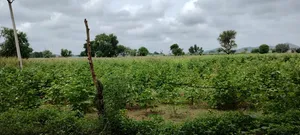 Barodameo, Rajasthan 301021, India preview 2