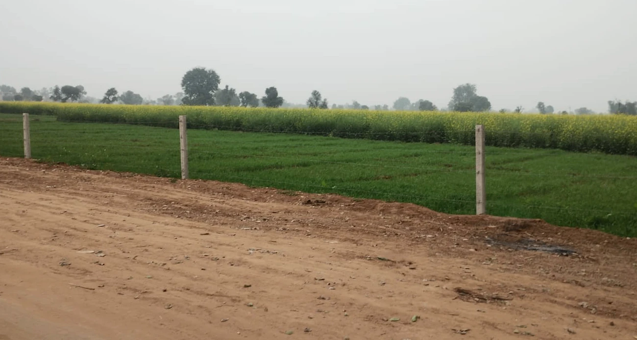 Rajpura, Punjab, India