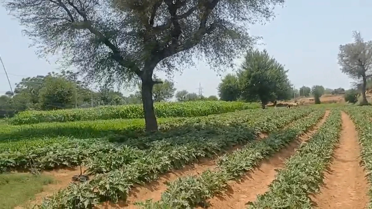CJVF+R2 Sohanpur, Alwar, Rajasthan, India