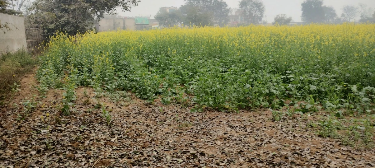 Jalooki, Rajasthan, India