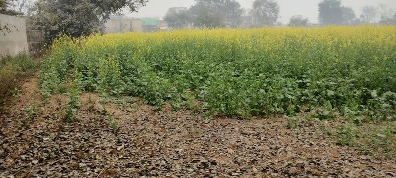 Jalooki, Rajasthan, India preview 4