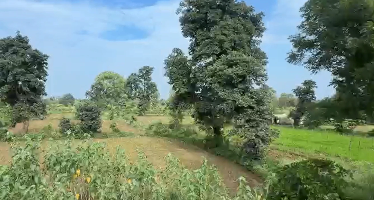 100, Jabalpur, Sihora, Madhya Pradesh 483225, India