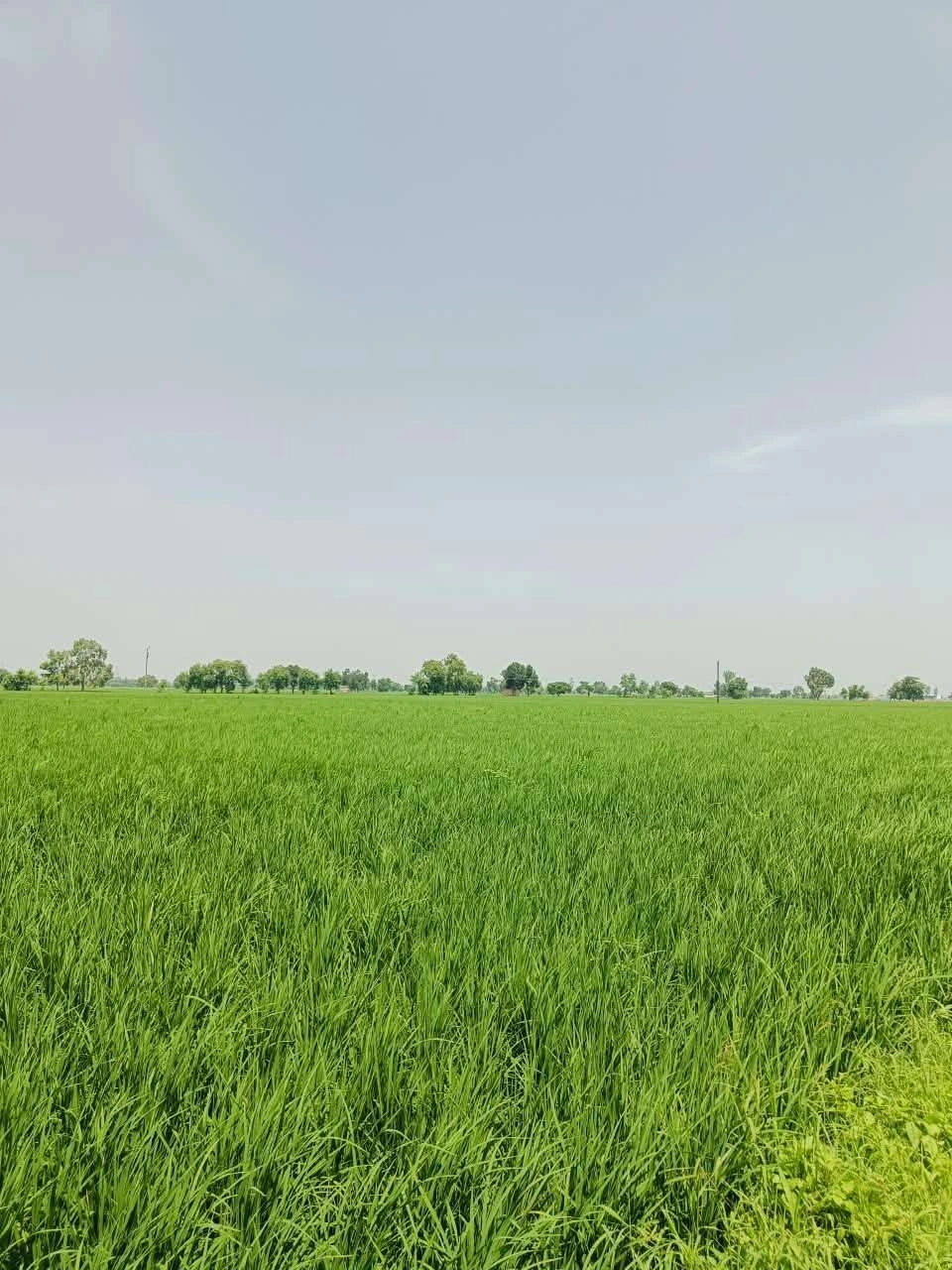 Thok Sumera, Aligarh, Uttar Pradesh 281206, India