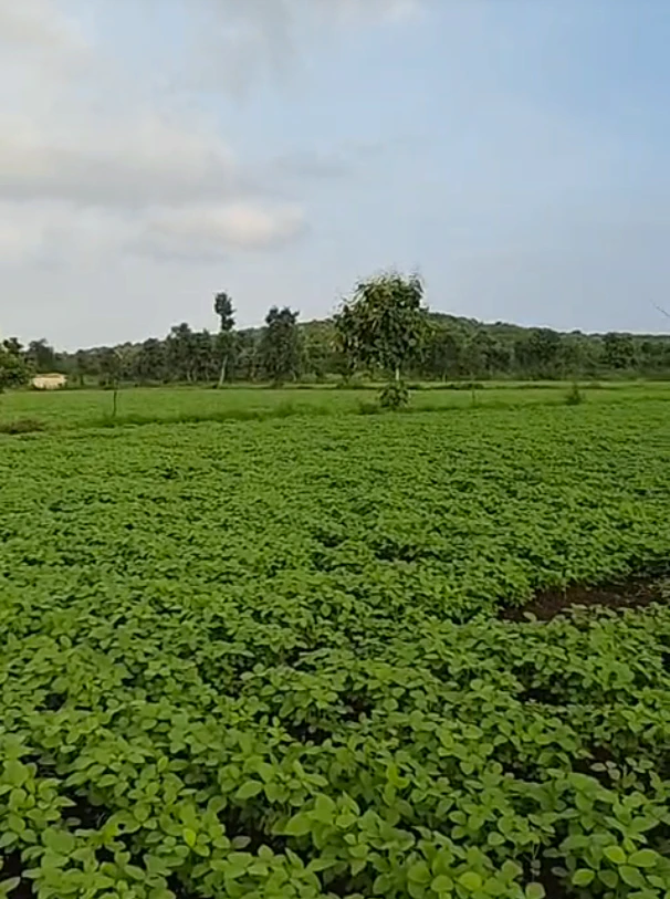 FQ6H+9X Amjhir, Madhya Pradesh, India