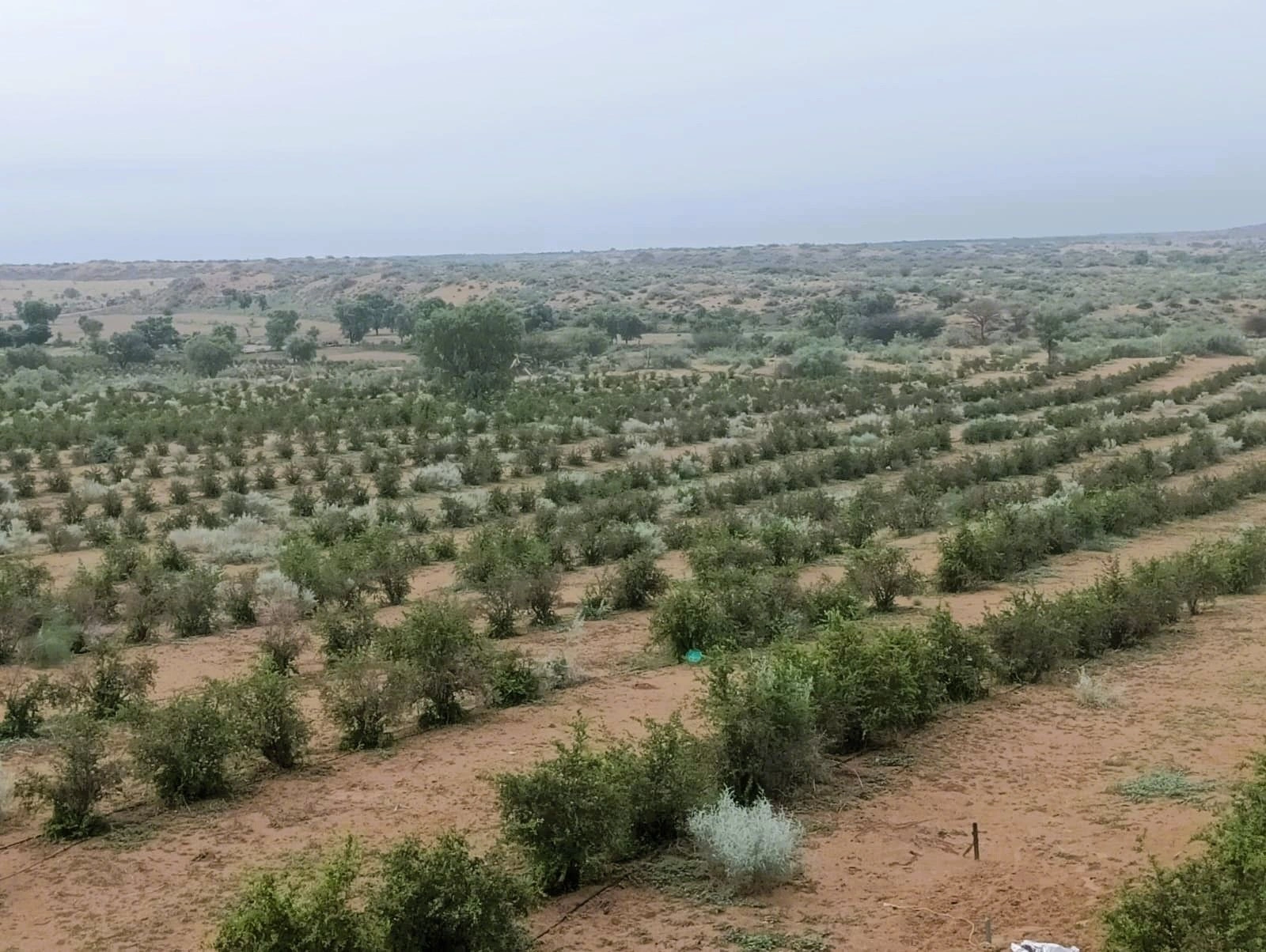 9M9C+5HH, Bikaner, Makeri, Rajasthan 334808, India