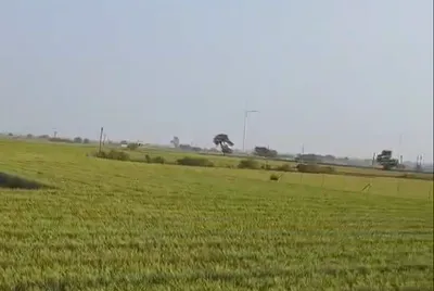 Badnawar, Dhar, Madhya Pradesh 454660, India preview 2