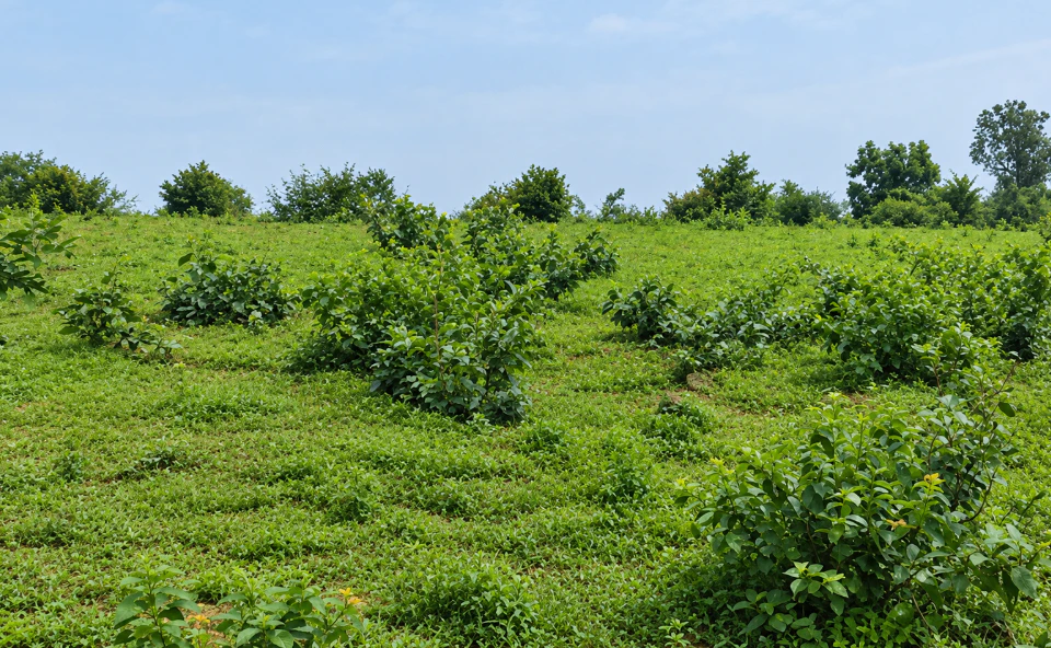 Beltikiri, Dhenkanal, Odisha, India