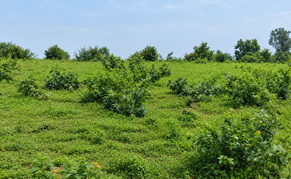Beltikiri, Dhenkanal, Odisha, India - Photo 2
