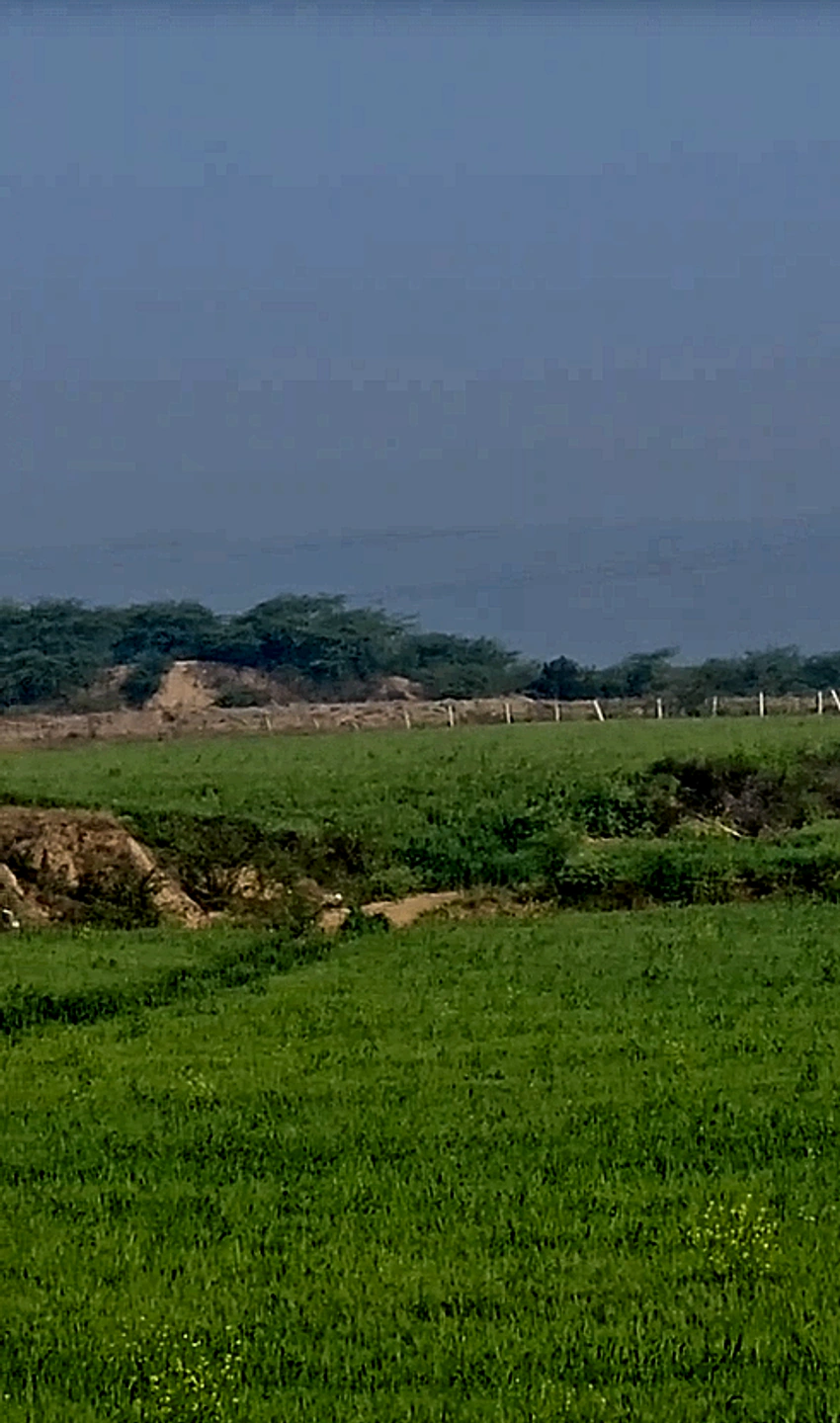 J7H6+6M Peepalda, Rajasthan, India