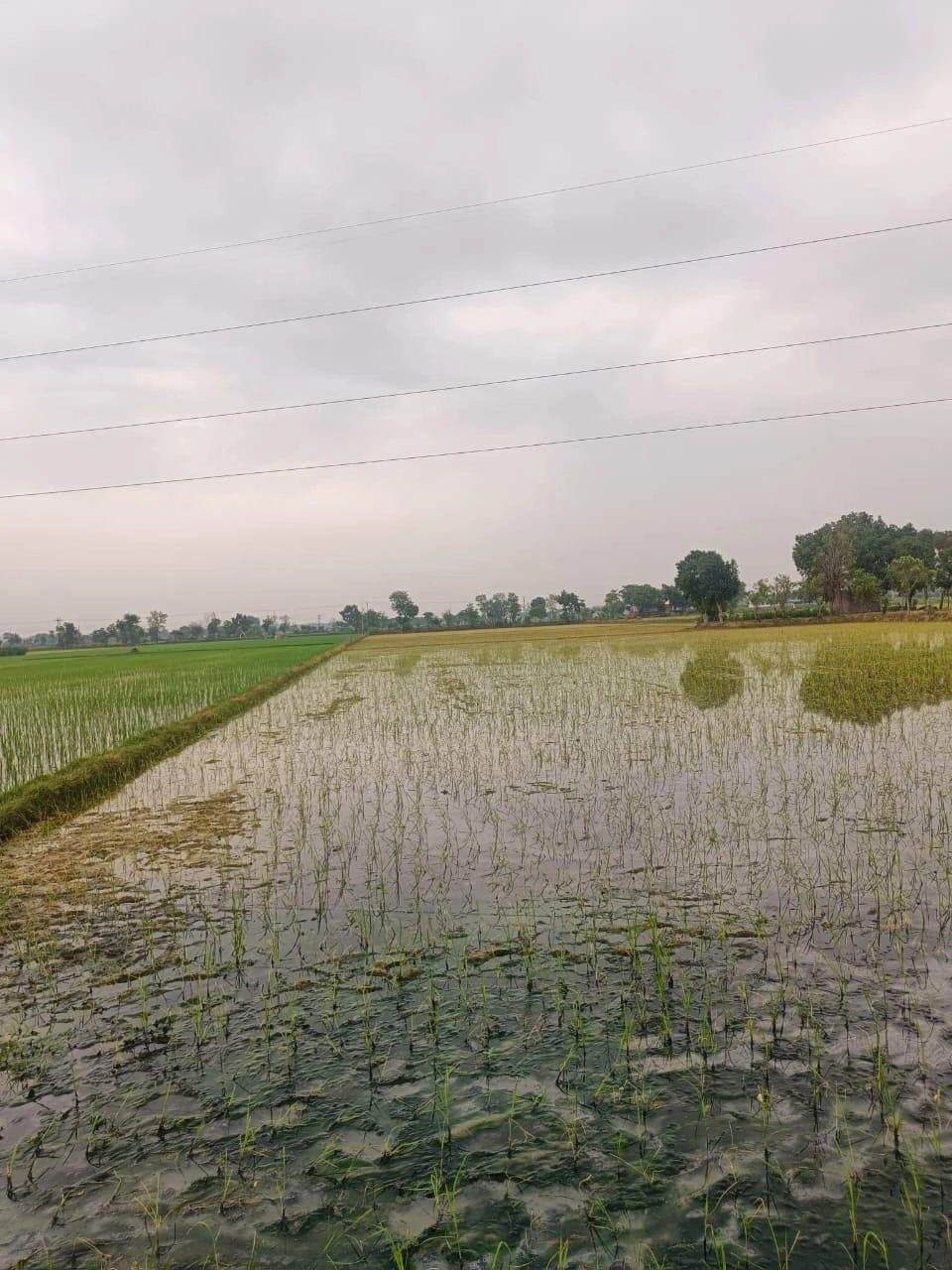 Bukharari, Mathura, Uttar Pradesh, India
