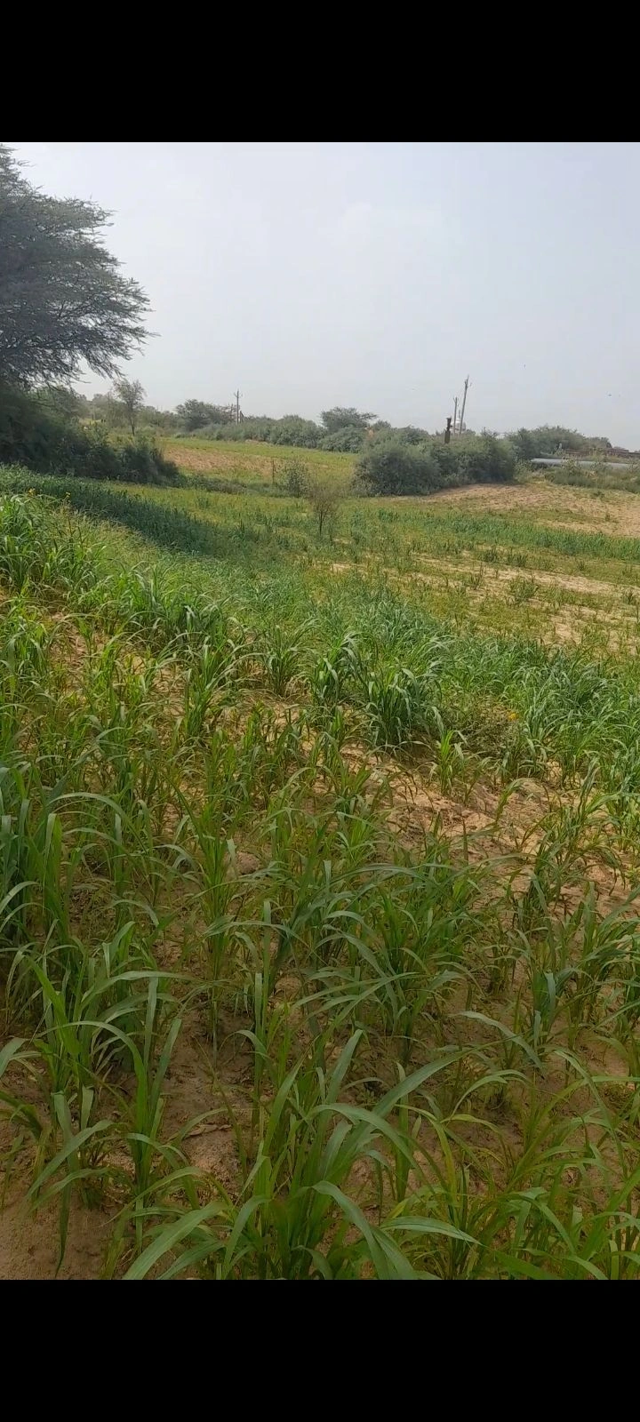 Raghuveerpura, Rajasthan, India