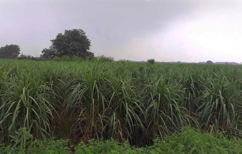 Chandna, Uttar Pradesh 250342, India