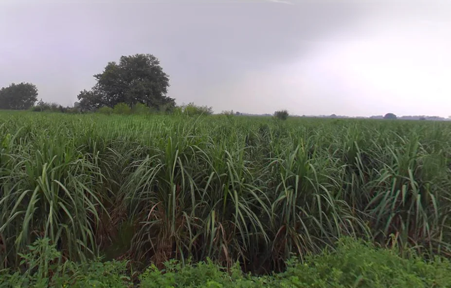 Chandna, Uttar Pradesh 250342, India preview 3