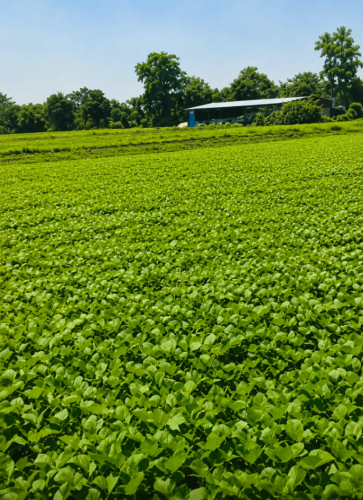 Vrindavan, Mathura, Uttar Pradesh, India