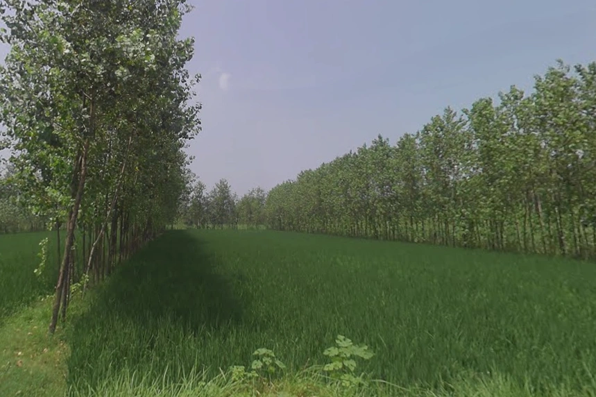 Behat, Uttar Pradesh 247121, India