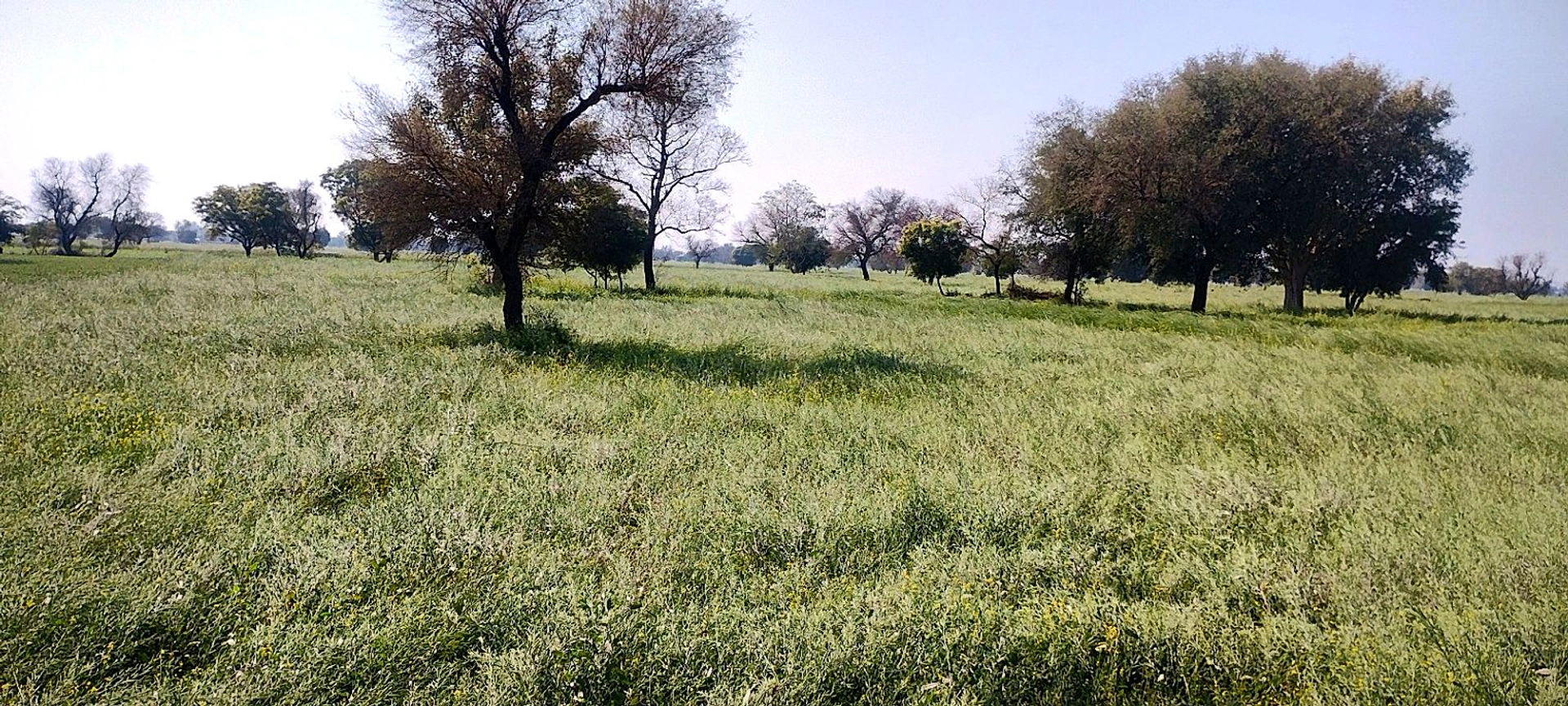Imlali, Rajasthan, India