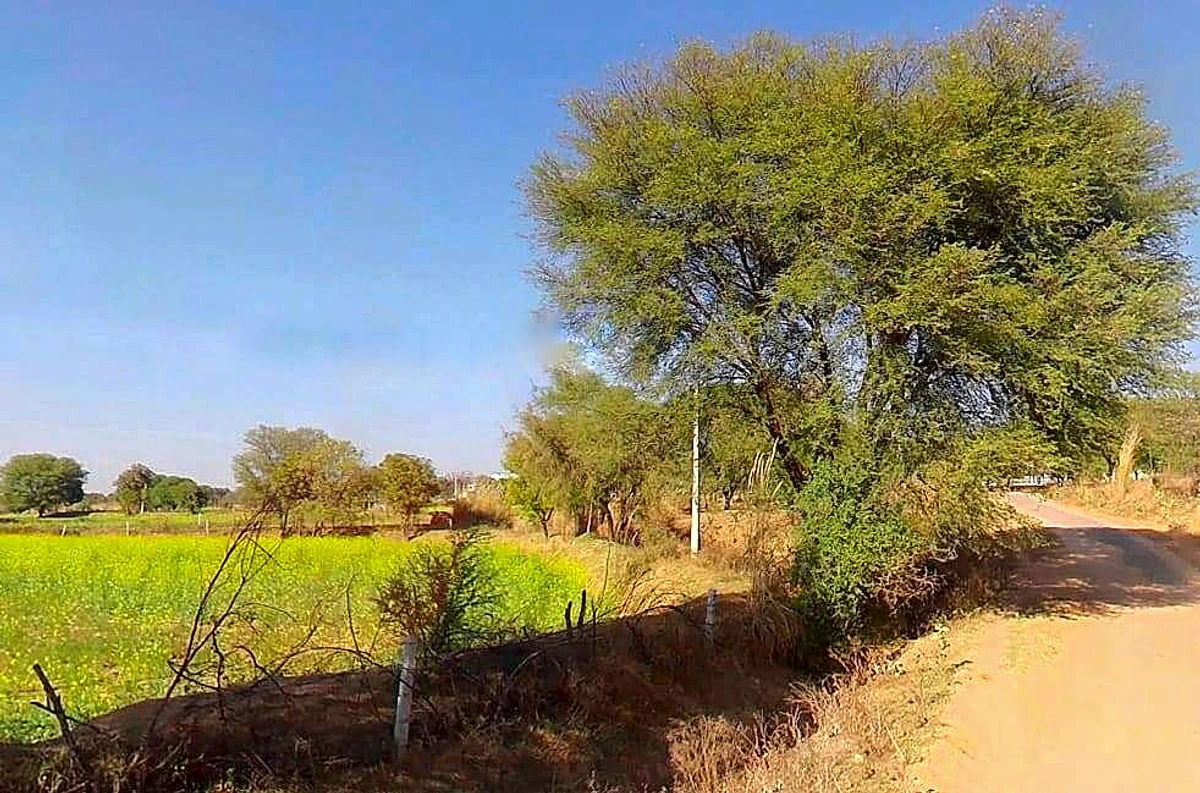 7XFG+554, Lakher, Rajasthan 303104, India