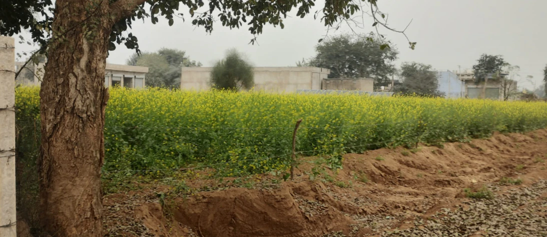 Nurpur Bedi, Punjab 140117, India