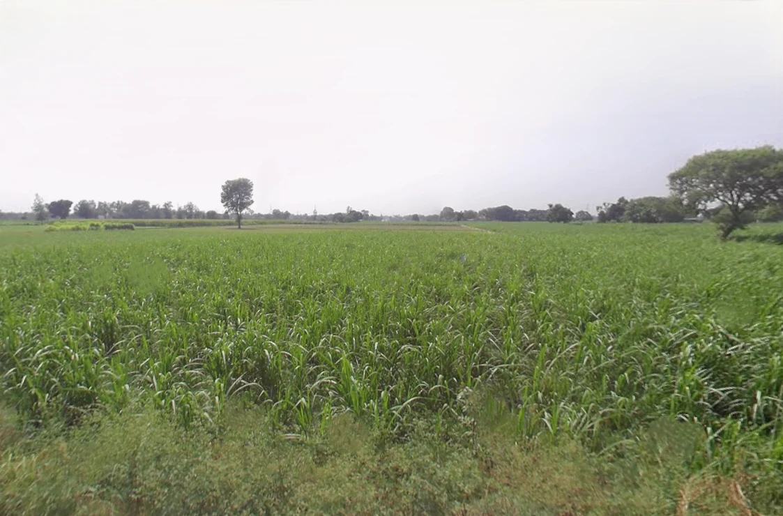 P4QR+MF Alamgirpur, Uttar Pradesh, India preview 2