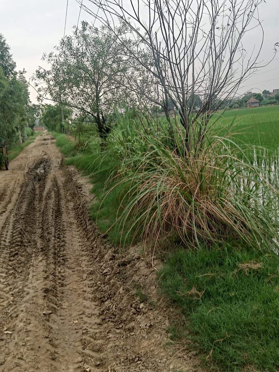 Bukharari, Mathura, Uttar Pradesh, India