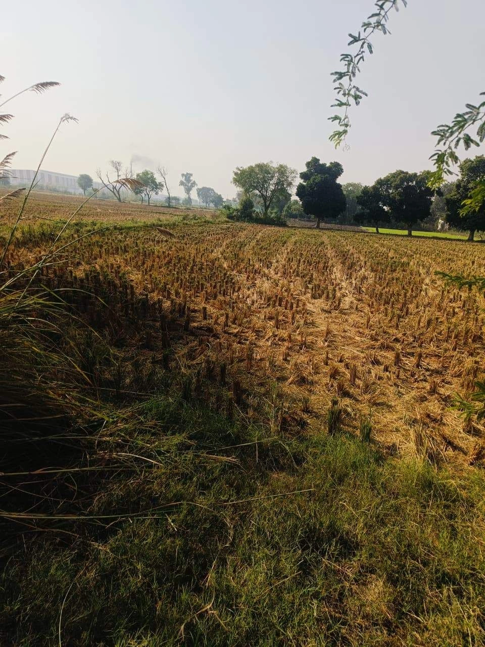 Barhana, Mathura, Uttar Pradesh, India