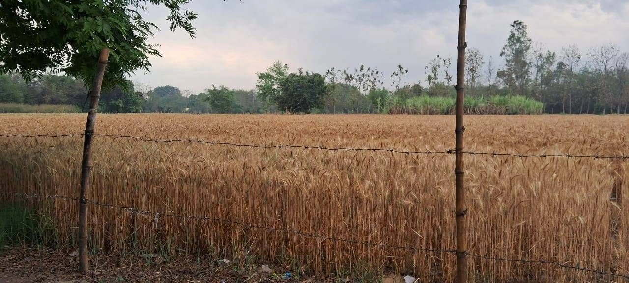 Faridpur, Uttar Pradesh 243503, India