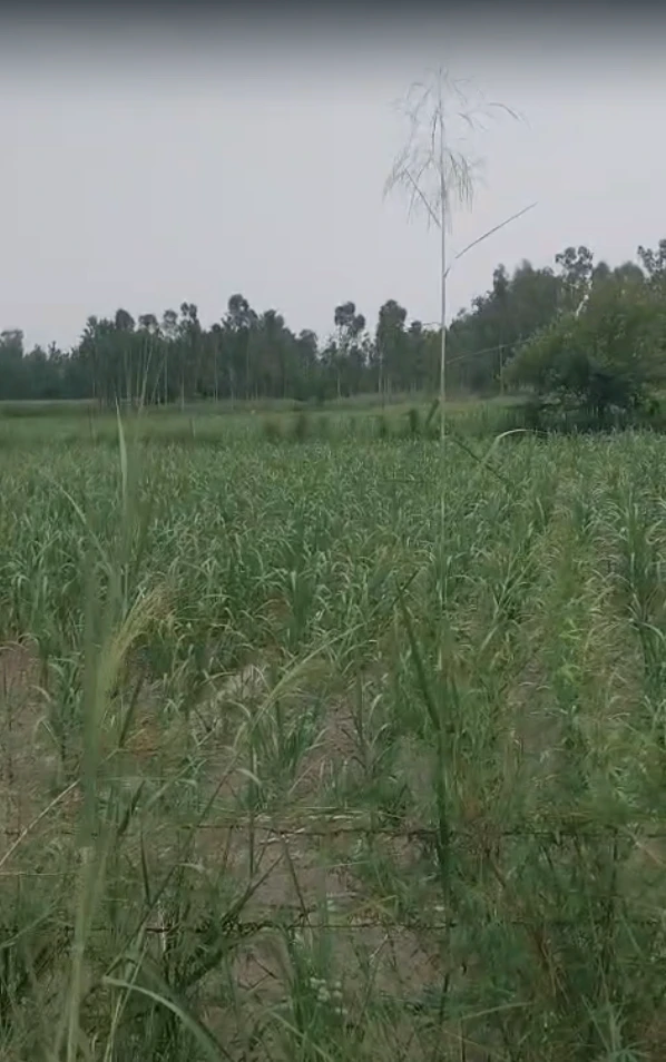 5QRW+428, Rewari, Dharuhera, Haryana 123106, India