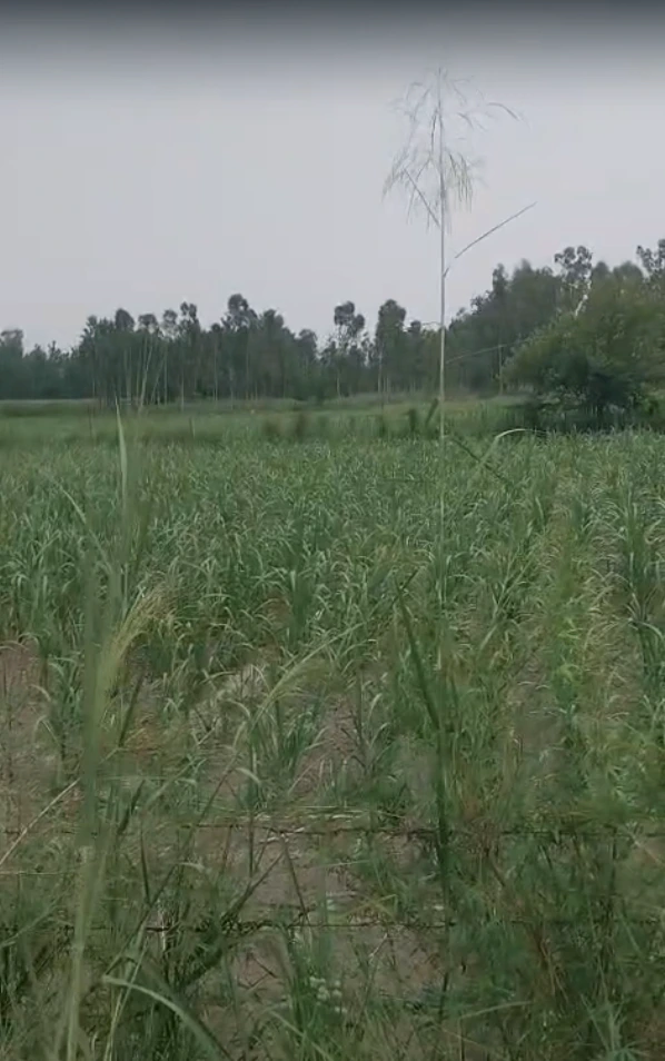 5QRW+428, Rewari, Dharuhera, Haryana 123106, India
