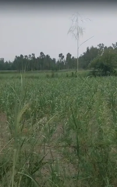 5QRW+428, Rewari, Dharuhera, Haryana 123106, India preview 2