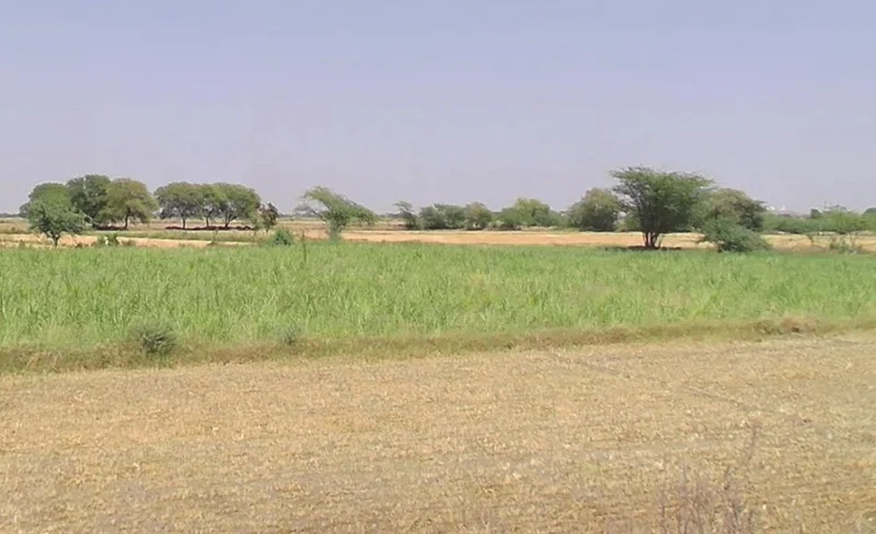 Guradiyadasa, Madhya Pradesh 456443, India preview 2