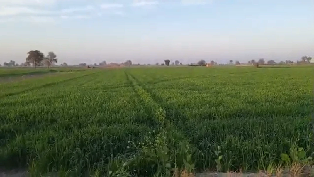 56XW+39 Dhatir, Palwal, Haryana, India
