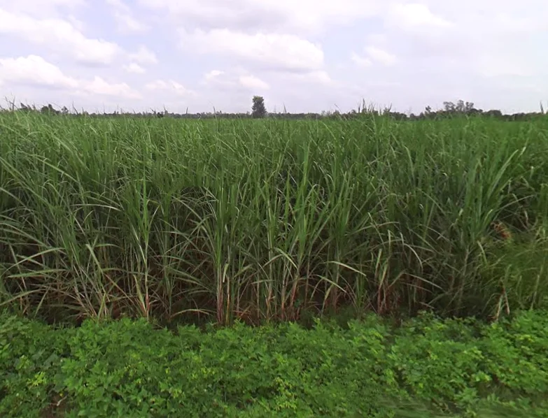 Mankapur, Uttar Pradesh 271302, India preview 3