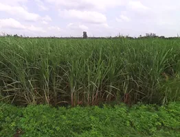 Mankapur, Uttar Pradesh 271302, India preview 3