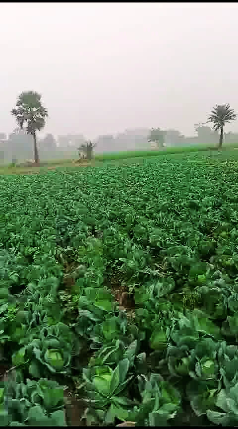 Bhathahi, Bihar, India