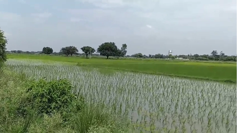 Dhampur, Bijnor, Uttar Pradesh 246761, India
