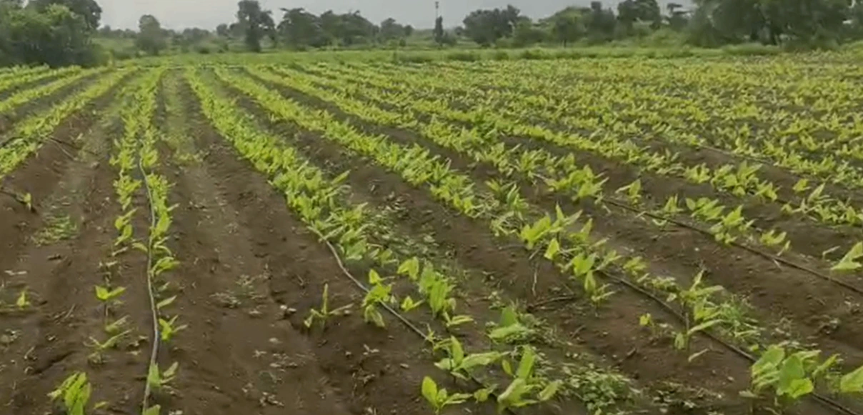 3JQV+5F Ladella, Hanumakonda, Telangana, India - Photo 3