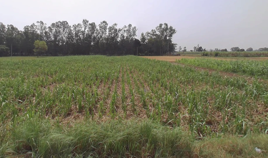 Bahorpur, Uttar Pradesh 250401, India