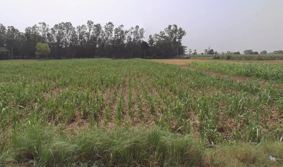Bahorpur, Uttar Pradesh 250401, India