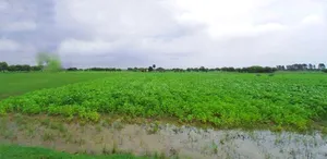 Raghunathpur, West Bengal 723133, India preview 2