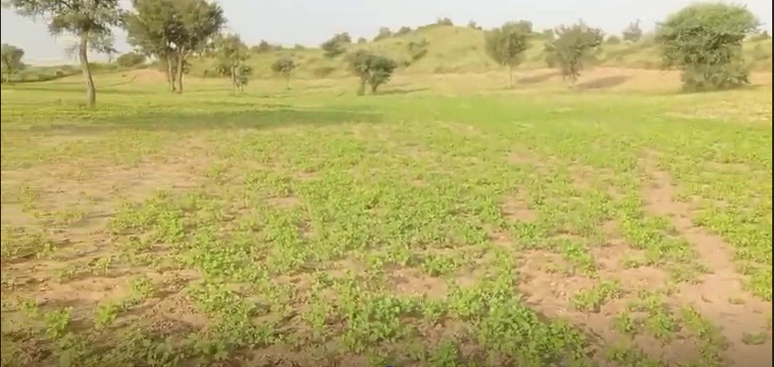 29WJ+RRR, Udasar, Bikaner, Panpalsar, Rajasthan 334022, India - Photo 2