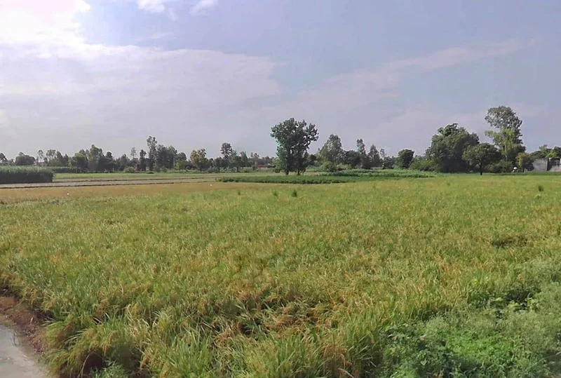 00, Saharanpur, Gangoh, Uttar Pradesh 247341, India preview 3